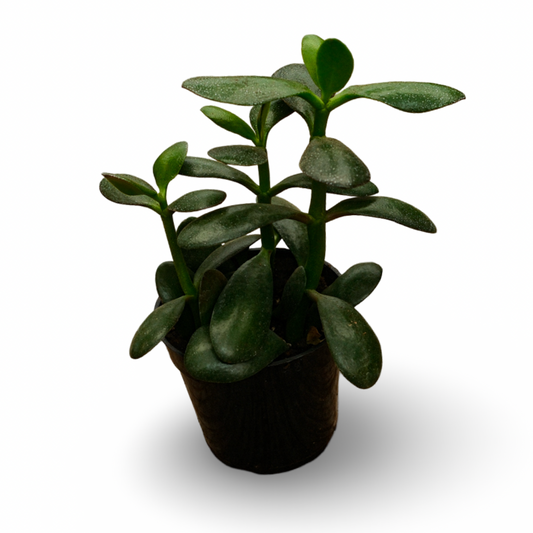 Jade Plant (4,5")
