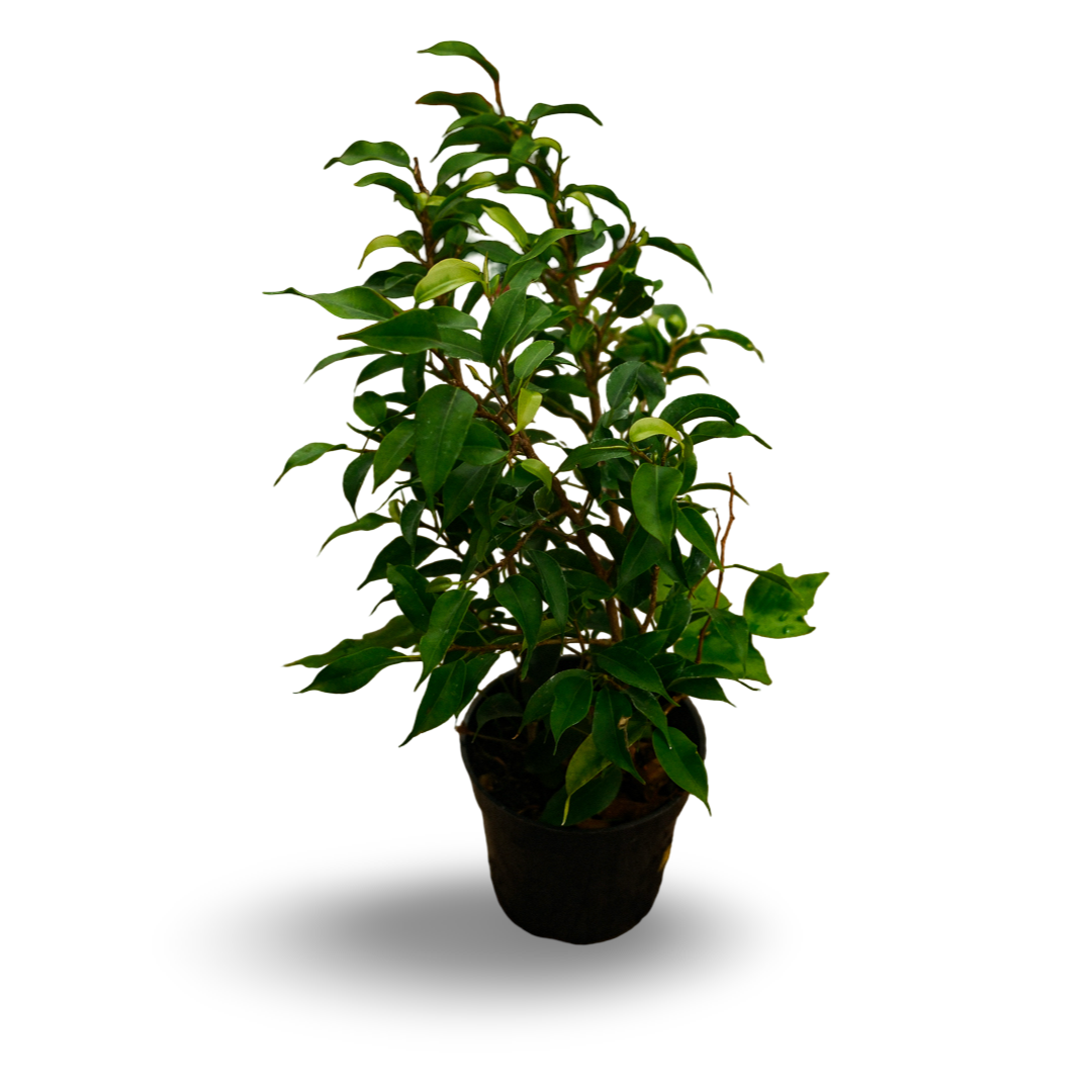 Ficus benjamina (4,5")