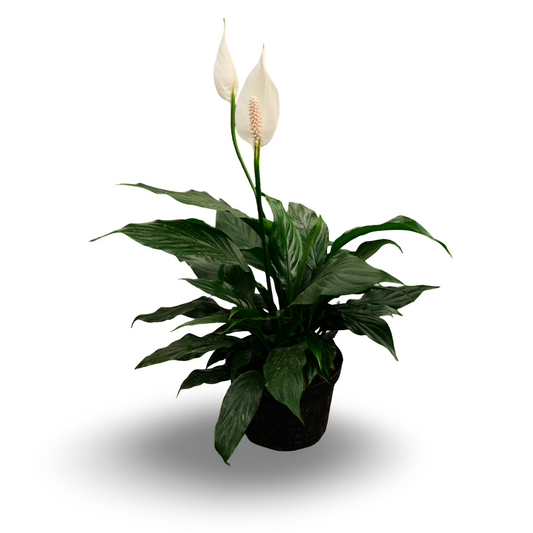 Lys de paix (6")
