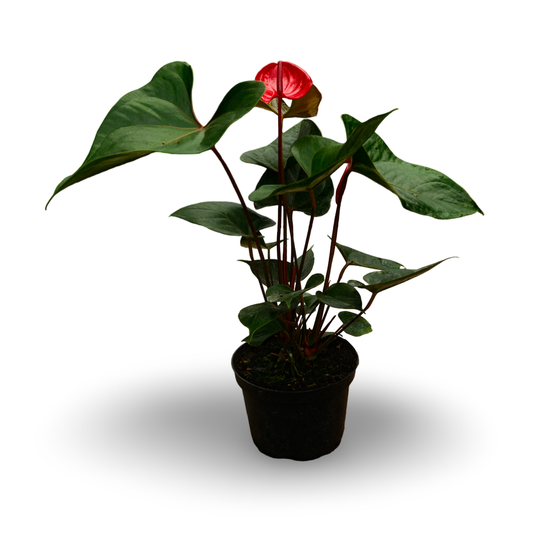 Flamingo Flower (6")