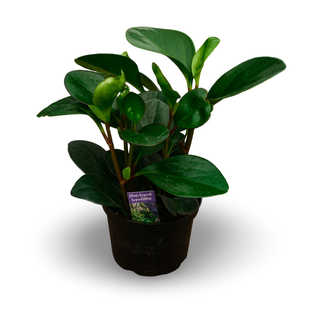 Round Leaf Peperomia (6")
