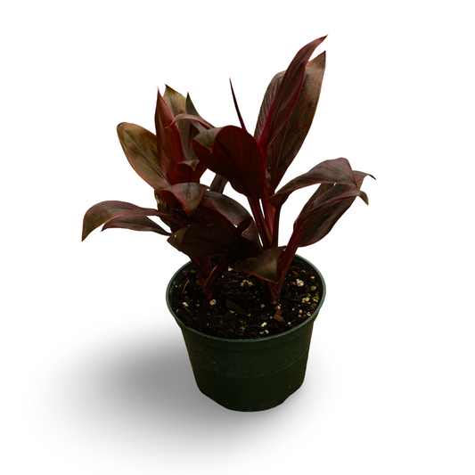 Cordyline (6")