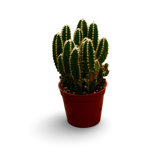 Fairy Castle Cactus (3")