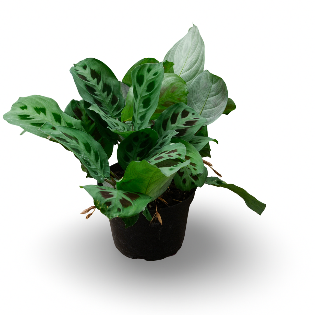 Maranta leuconeura (6")