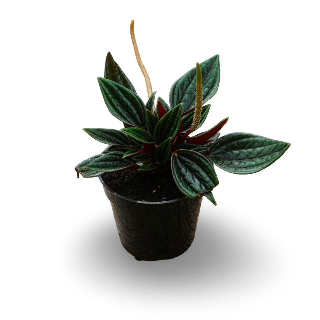 Peperomia 'Rosso' (4,5")