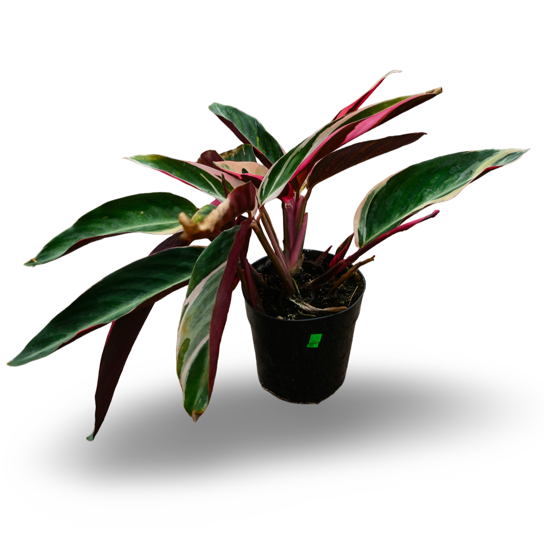 Stromanthe sanguinea 'Triostar' (5")