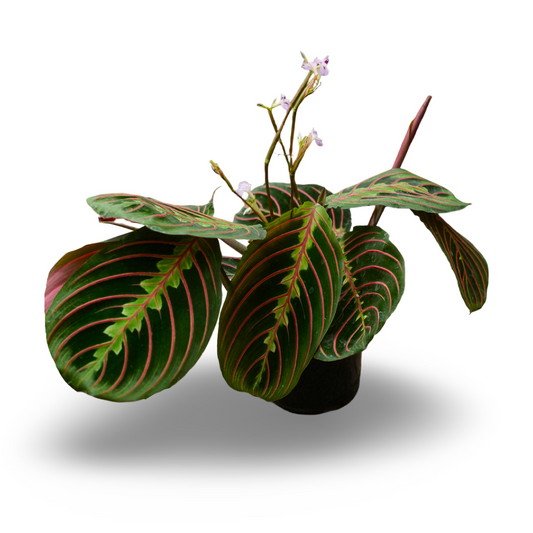 Maranta leuconeura var. erythroneura (4,5")