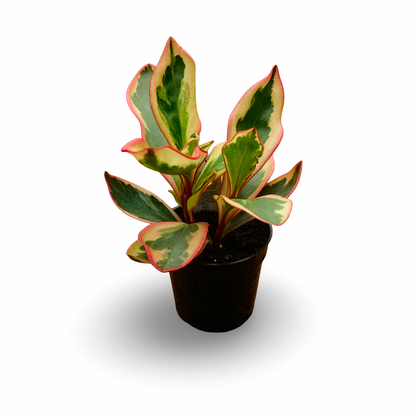 Peperomia 'Ginny' (4,5")