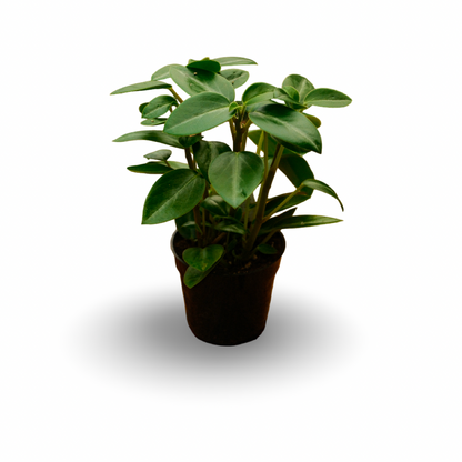 Peperomia 'Rana Verde' (4,5")