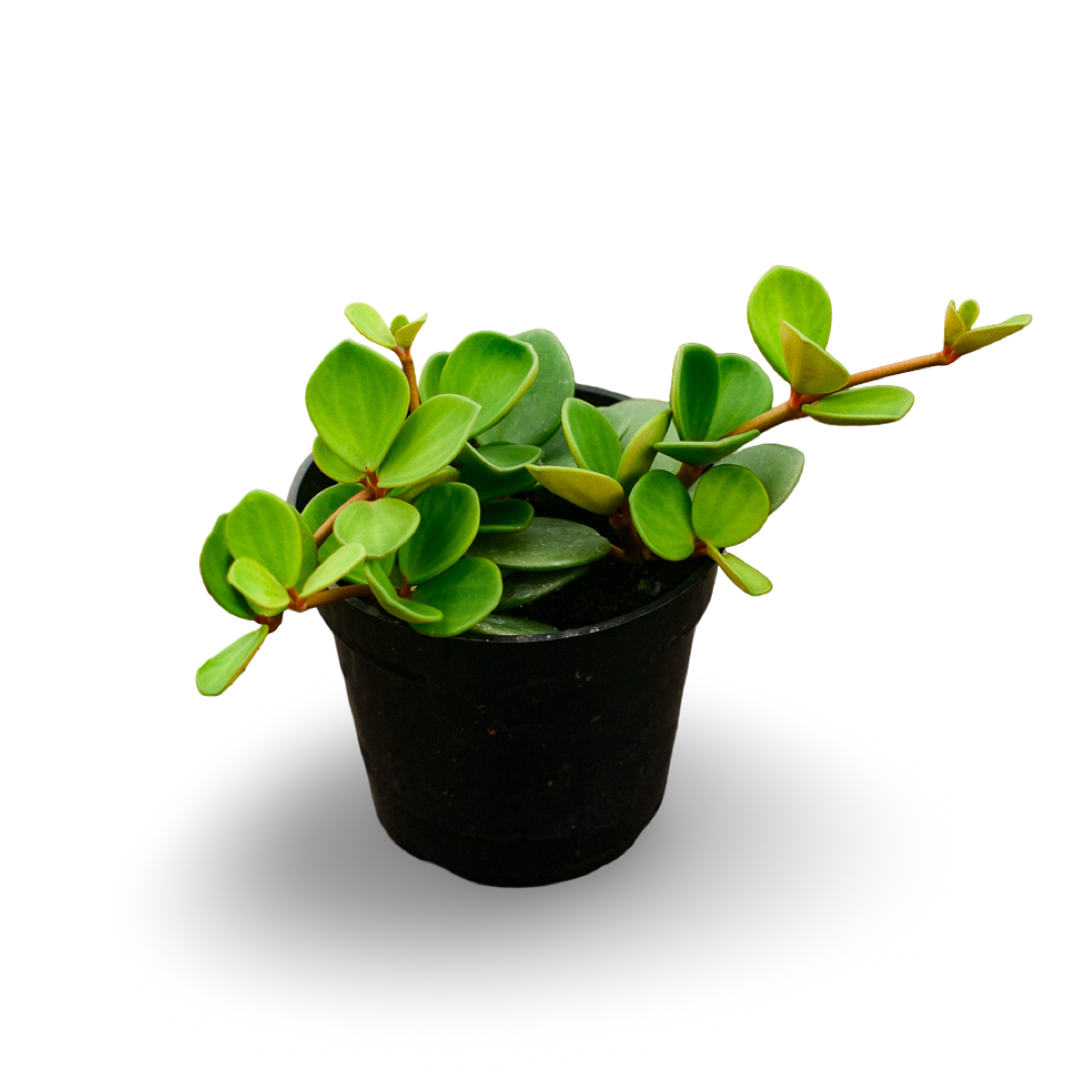 Trailing Peperomia (4,5")