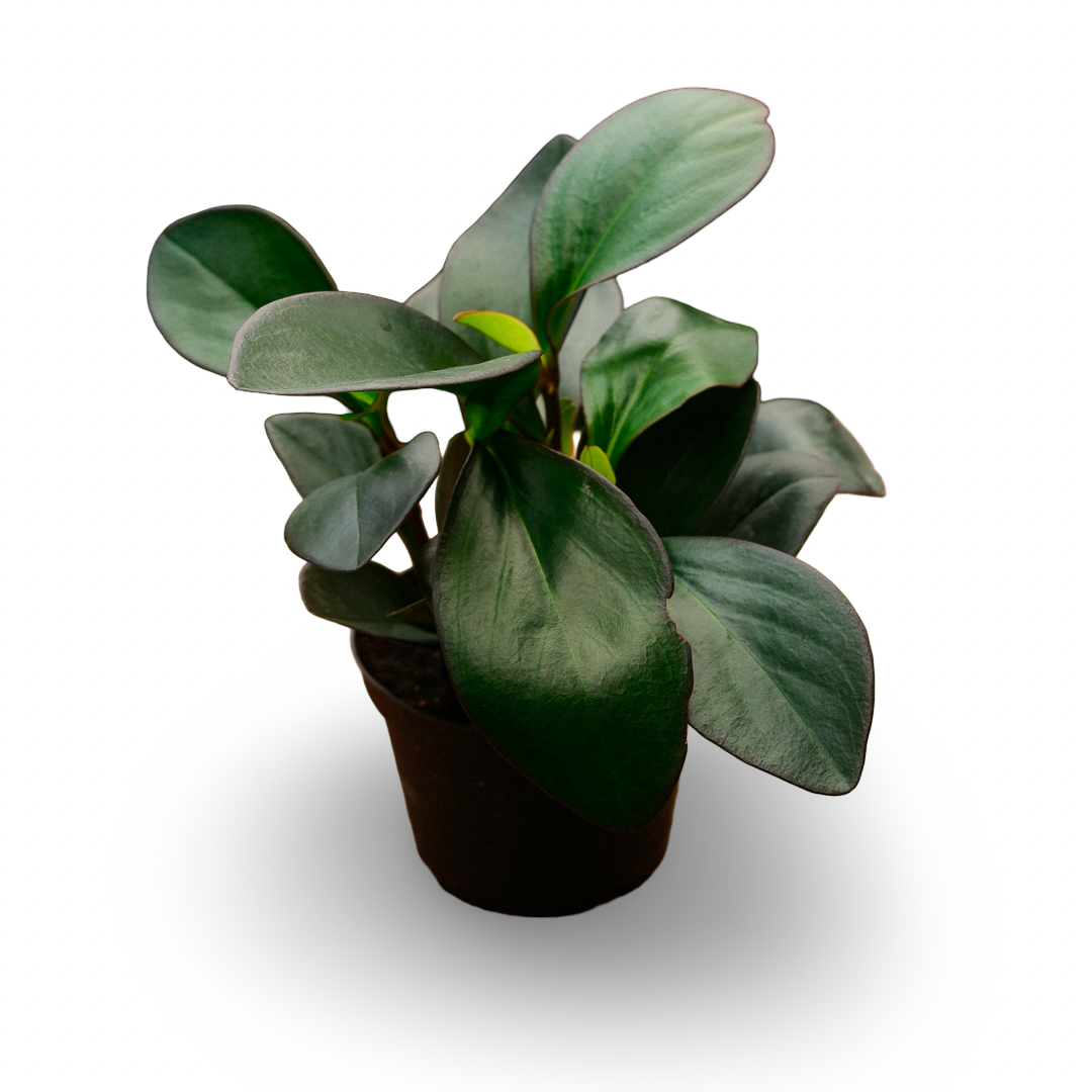 Trailing Peperomia (4,5")