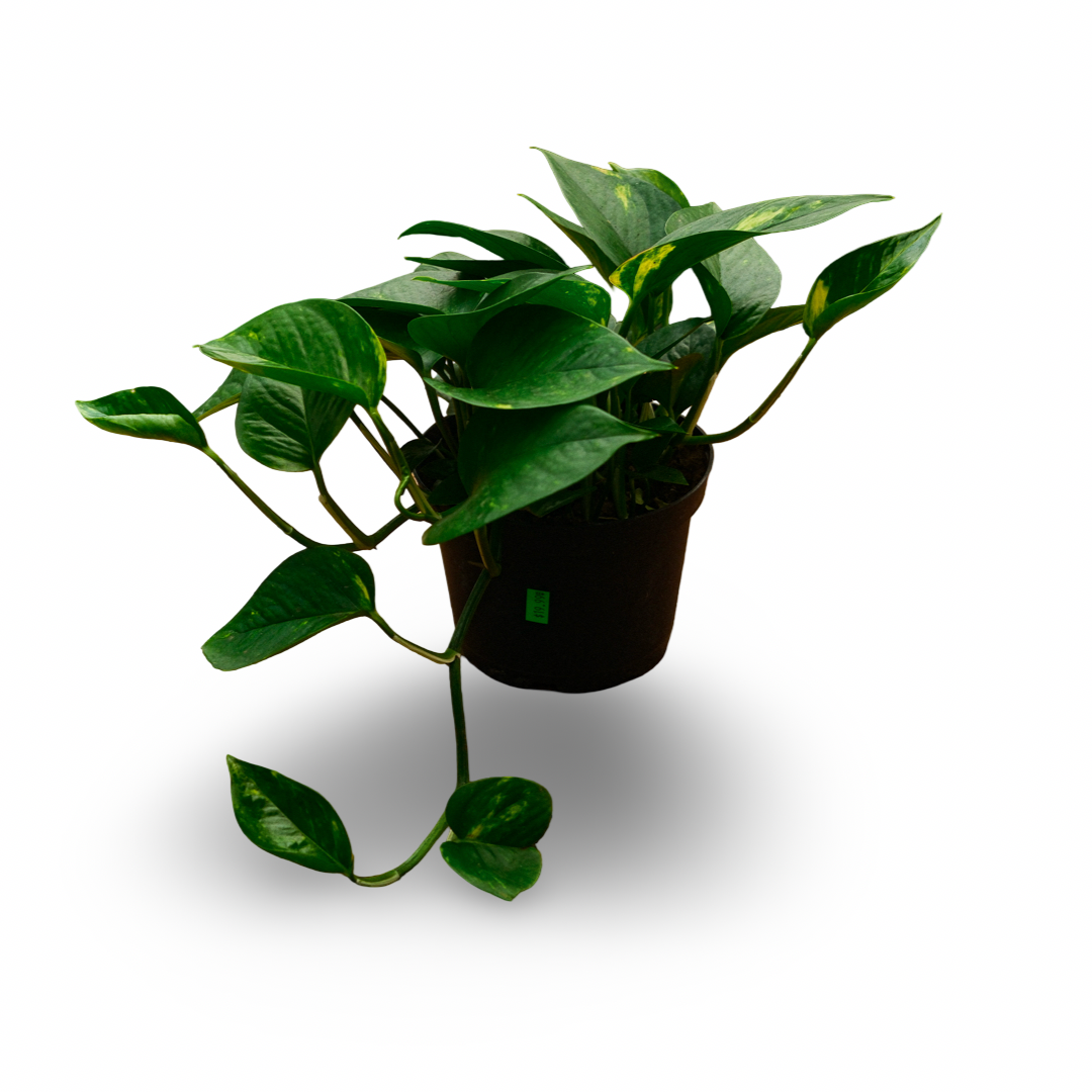 Golden Pothos (6")