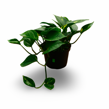 Golden Pothos (6")