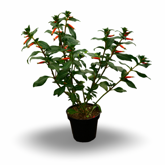 Plante cigare (4,5")