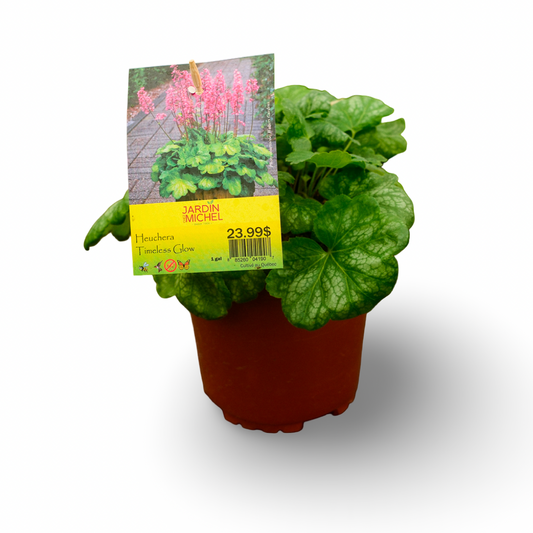 Heuchera 'Timeless Glow' (6")