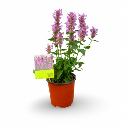 Hummingbird Mint 'Blue Boa' (6")