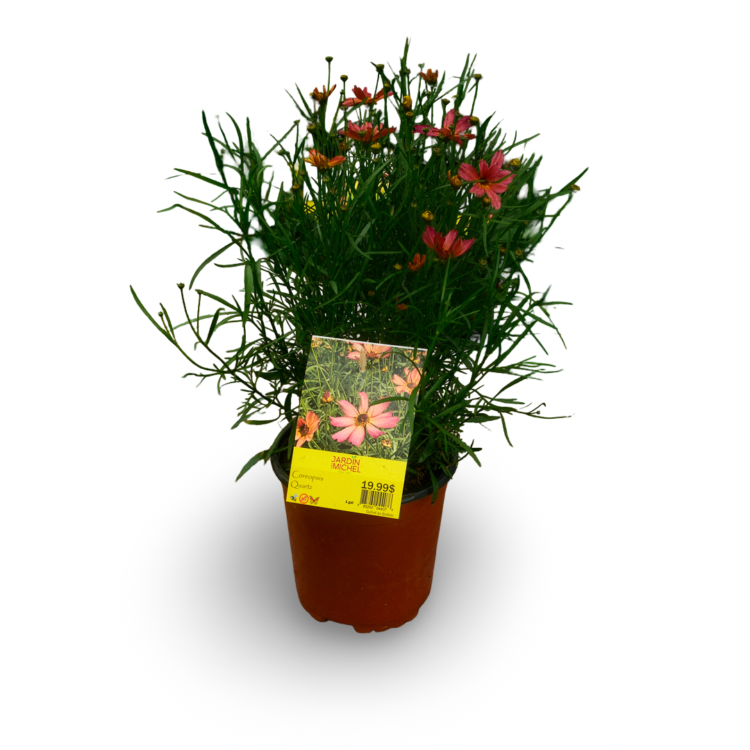 Coreopsis Fall Sensation 'Quartz' (6")