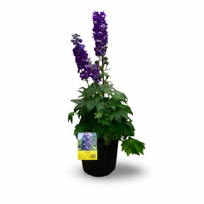 Delphinium 'Dark Blue White Bee' (6")