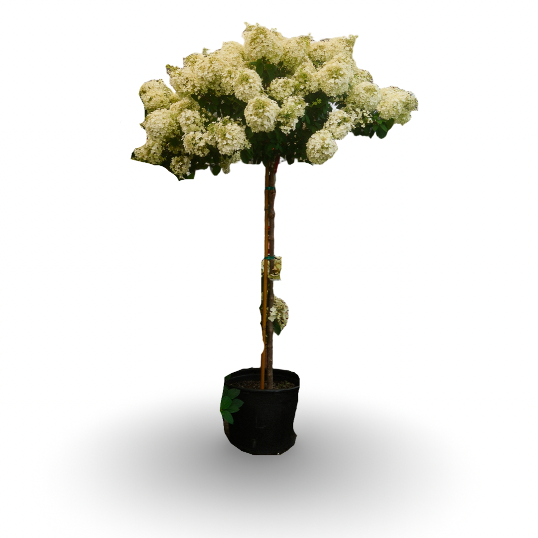 Hydrangea paniculata ‘Limelight’ Tree Form (10")