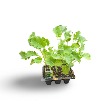Kale (x6)