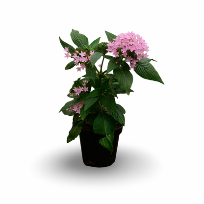 Pentas (4,5")