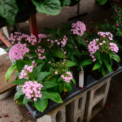 Pentas (4,5")