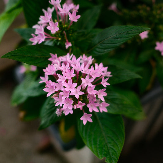 Pentas (4,5")