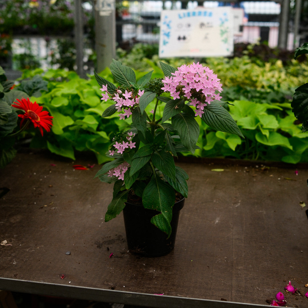 Pentas (4,5")