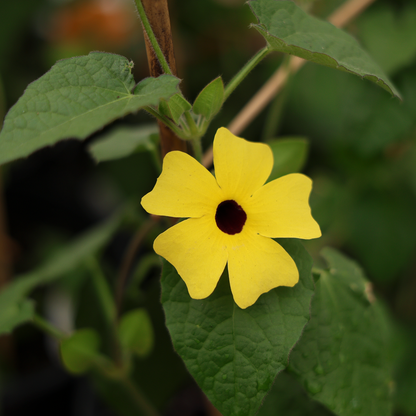 Thunbergia (8")