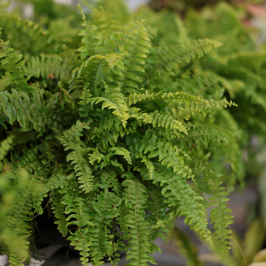 Boston Fern (8")