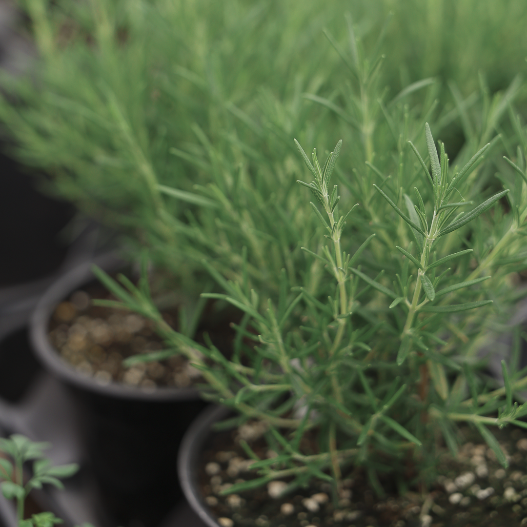 Rosemary (3.5")