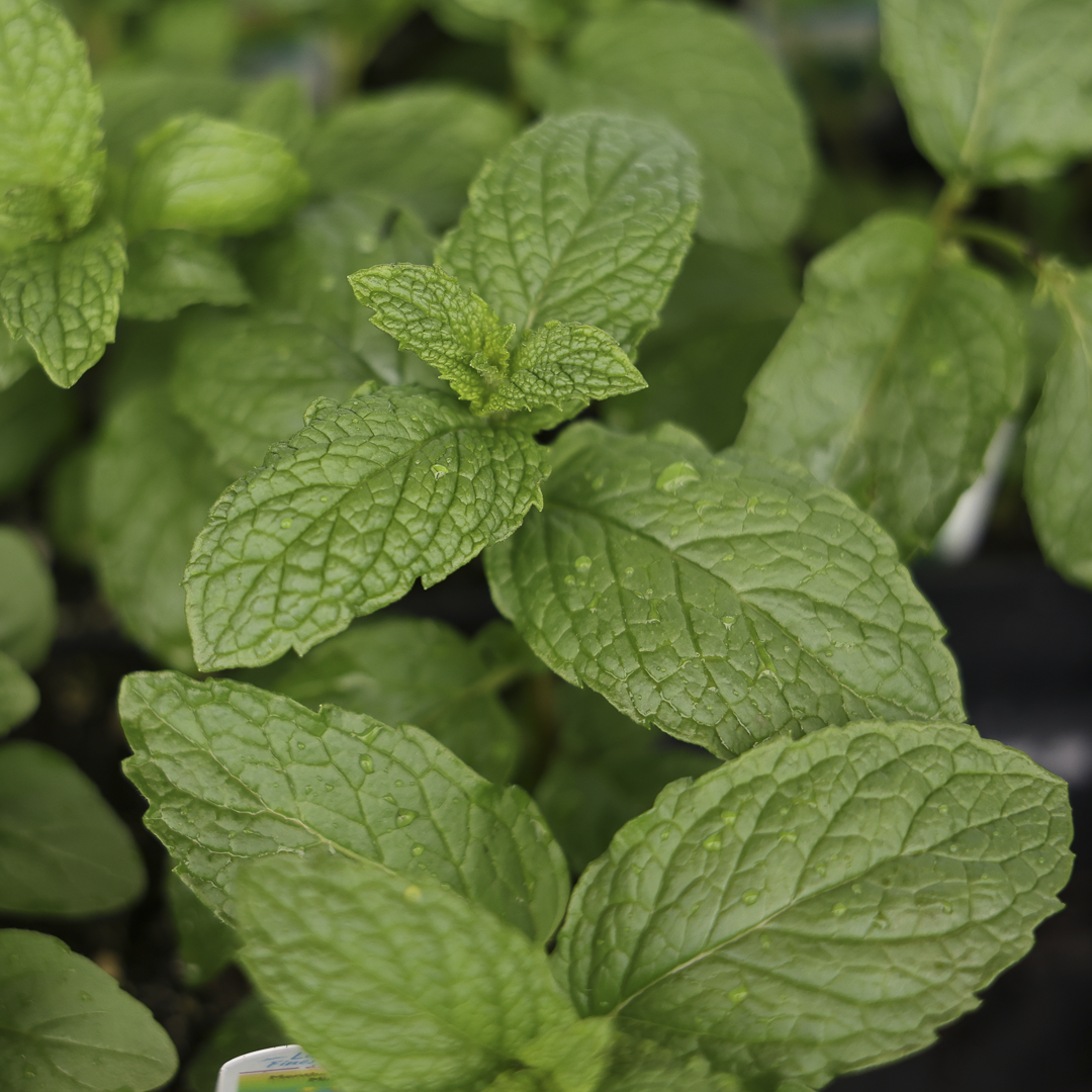 Moroccan Mint (3.5")