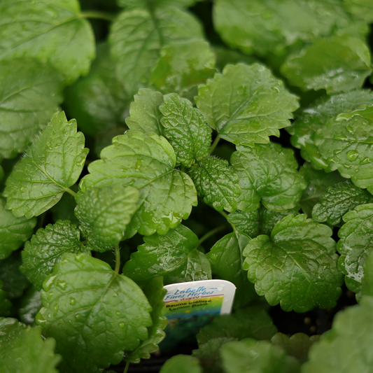 Lemon Balm Lemongrass Balm (3.5")
