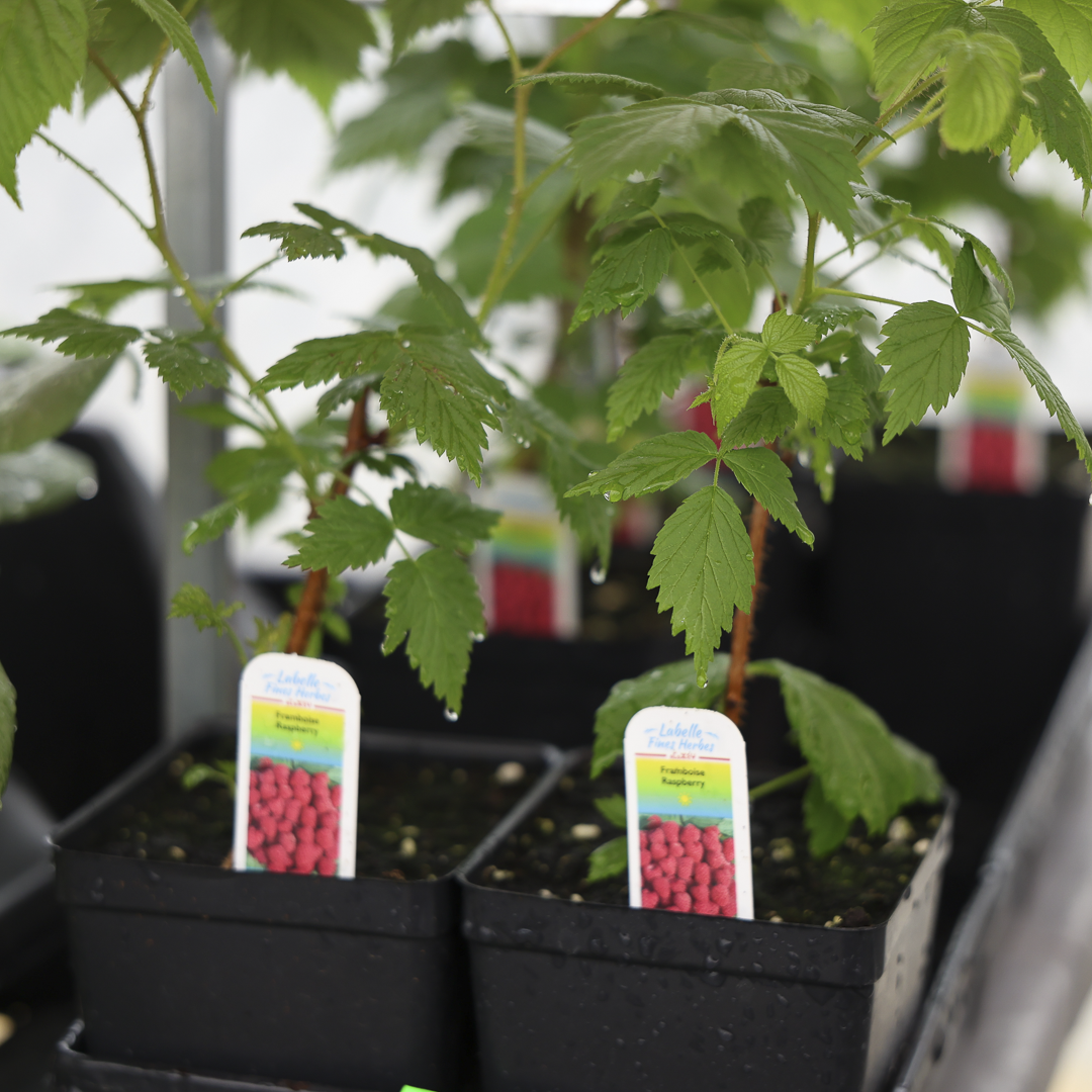 Raspberry bush (4.5") 