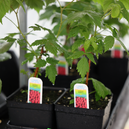 Raspberry bush (4.5") 