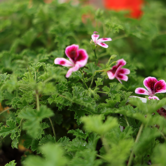Lemon Geranium (3.5")