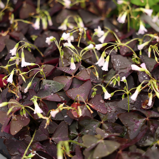 Oxalis (5")