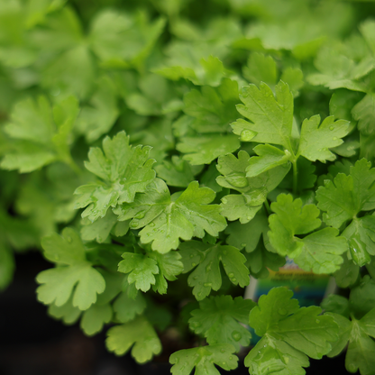Italian parsley (3.5")