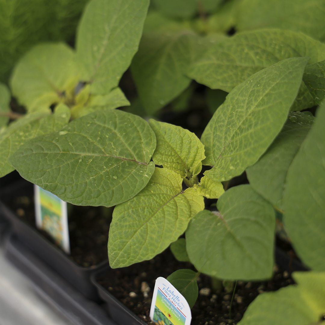 Ground cherry (3.5")