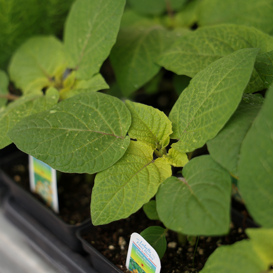 Ground cherry (3.5")