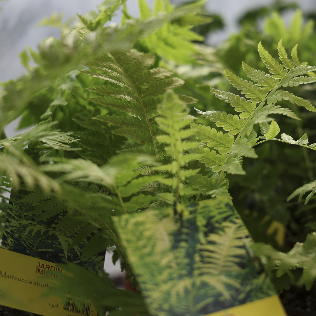 Ostrich Fern (6")