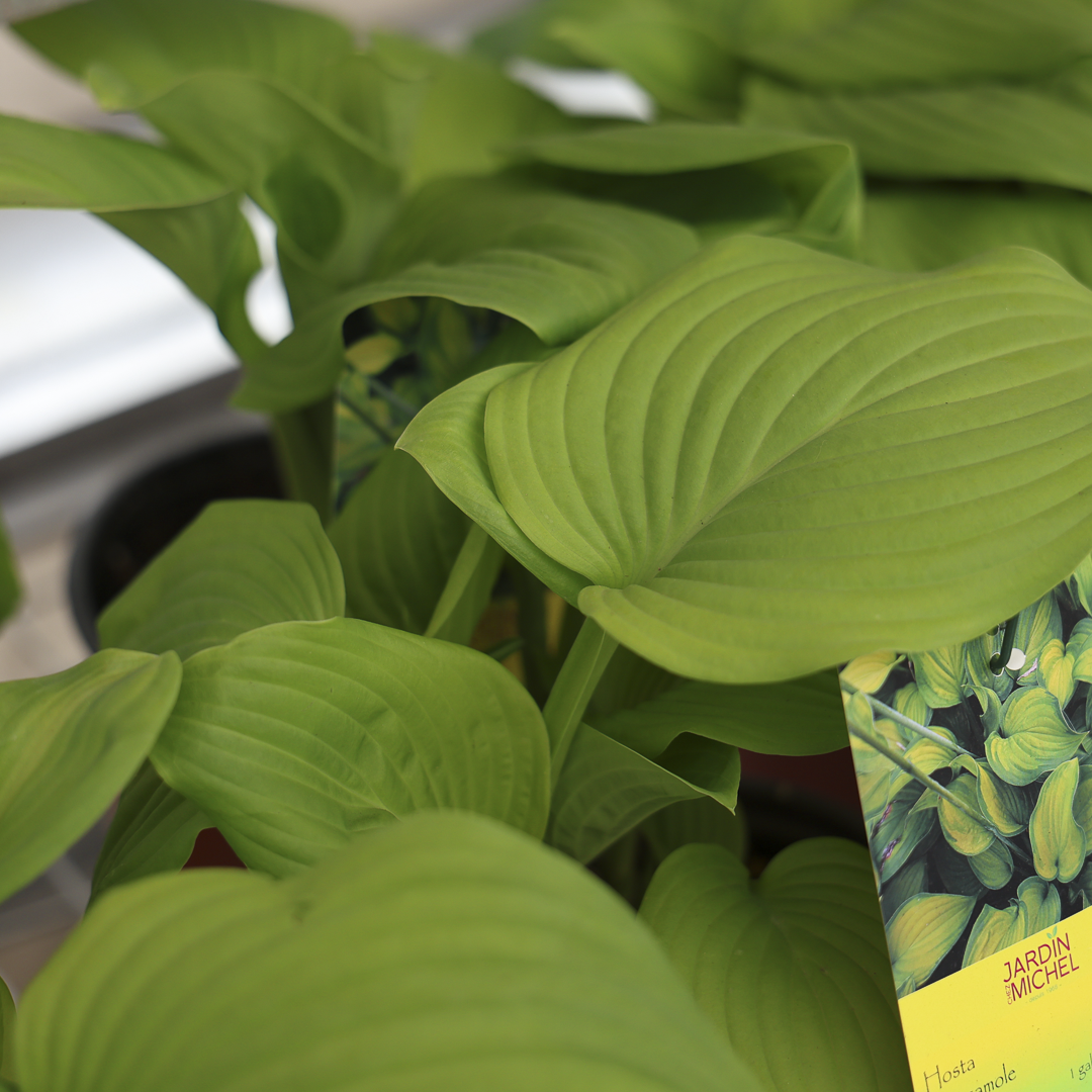 'Guacamole' Hosta (6")