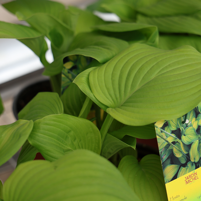 'Guacamole' Hosta (6")