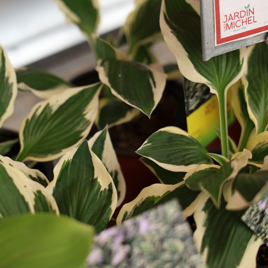 'Patriot' Hosta (6")