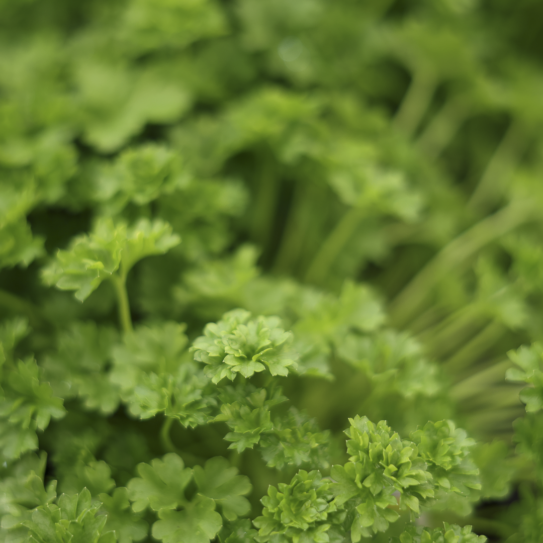 Curly parsley (3.5")