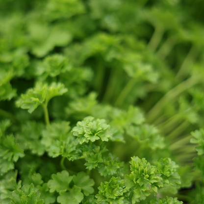 Curly parsley (3.5")