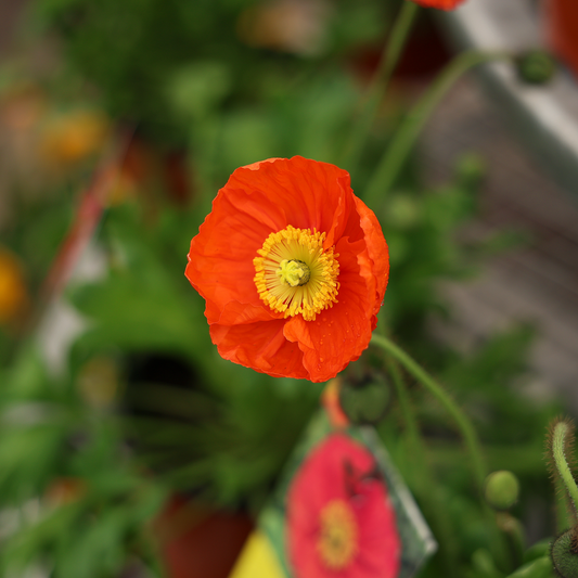 Iceland Poppy 'Spring Fever Red' (6")