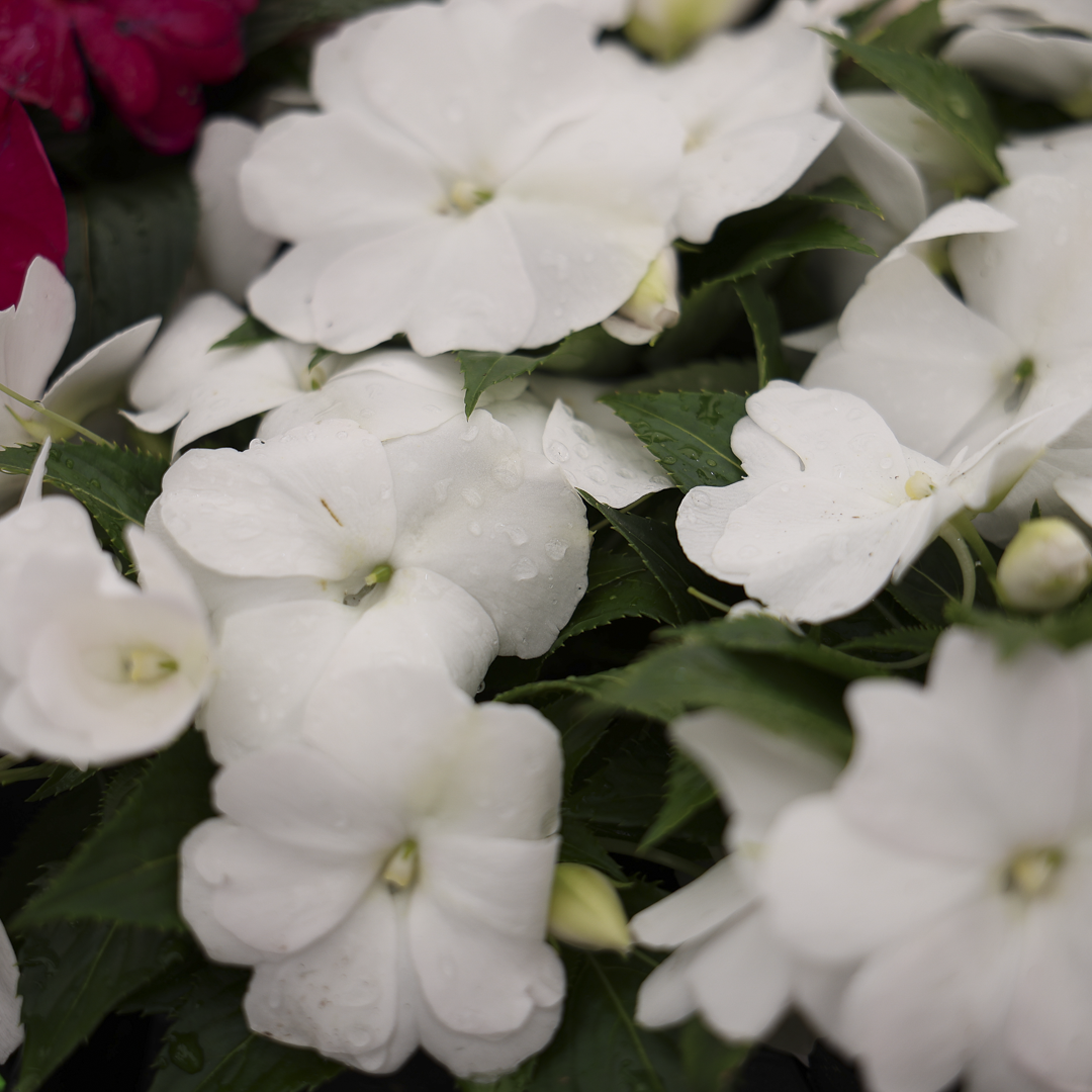 New Guinea Impatiens (3.5")