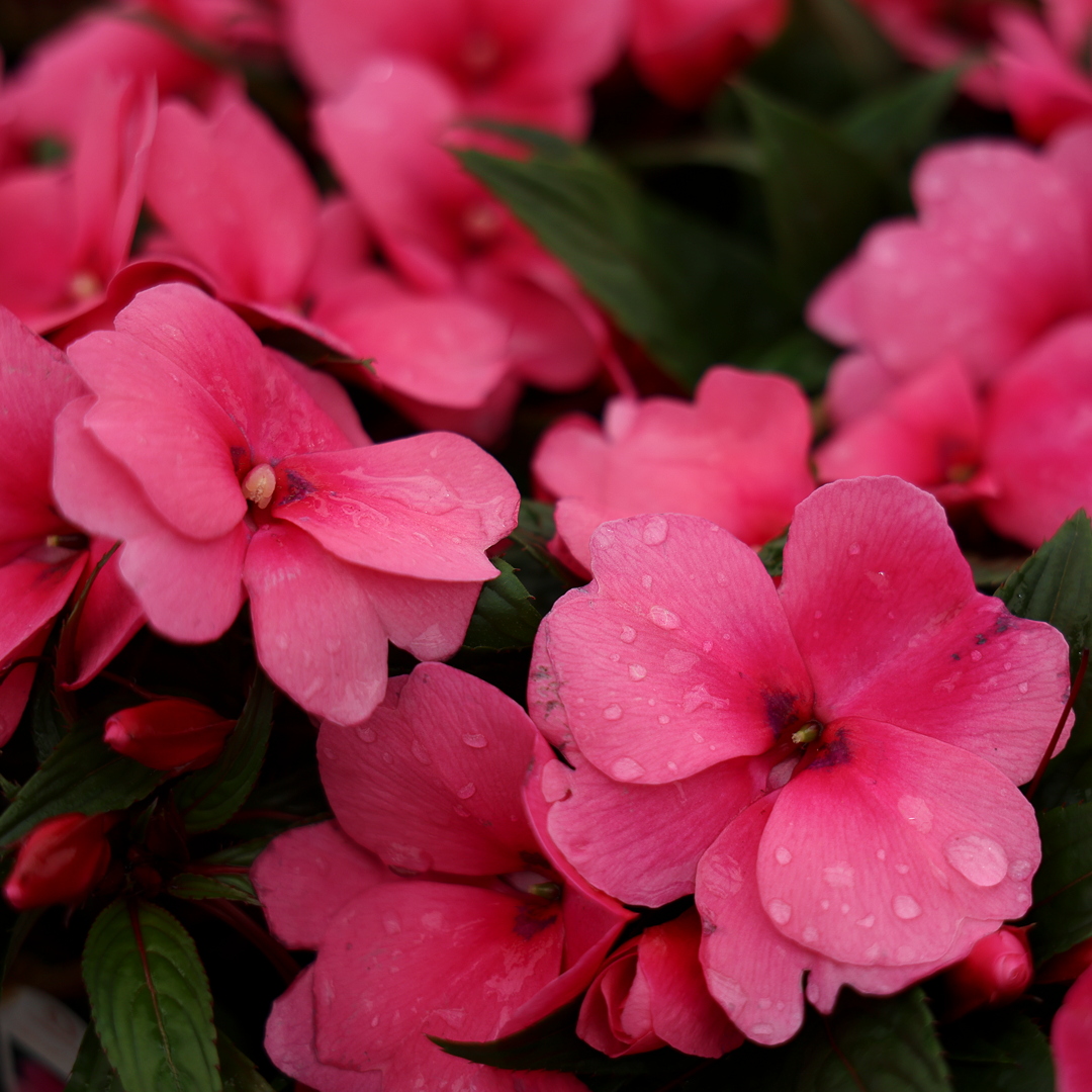 New Guinea Impatiens (3.5")