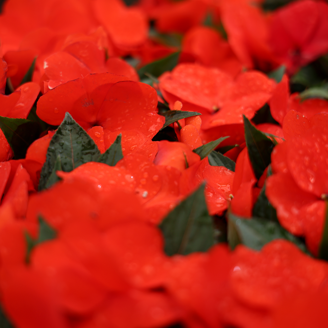 New Guinea Impatiens (3.5")